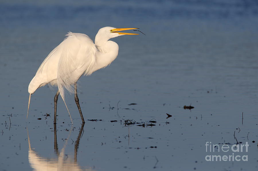 Egret Photograph - Great Egret with Worm by Bryan Keil