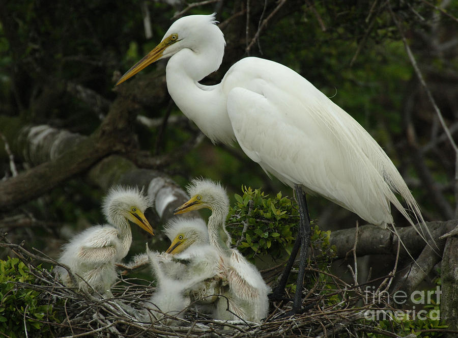 Great Egret With Young Photograph by Bob Christopher