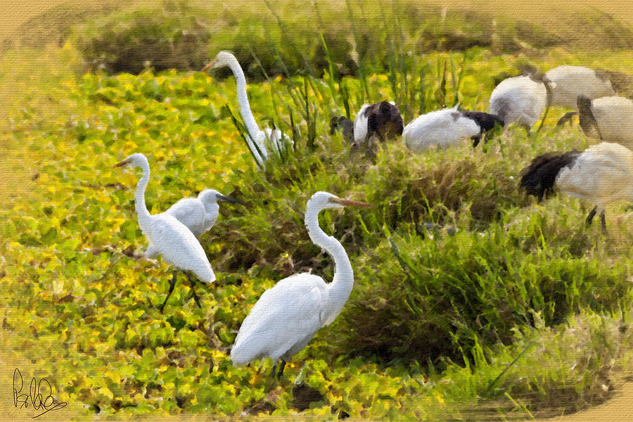 Great Egrets and Sacred Ibis Photograph by Perla Copernik