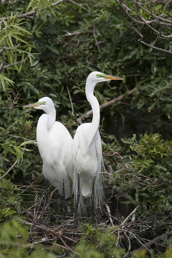 Great Egrets In Breeding Plumage Florida Photograph by Tom Vezo