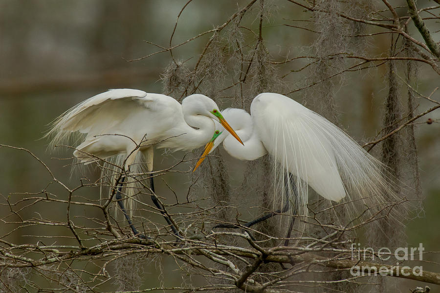 Great Egrets Photograph