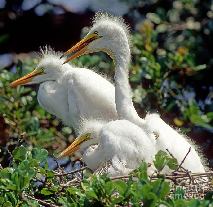 Great Egrets Photograph by Millard H. Sharp