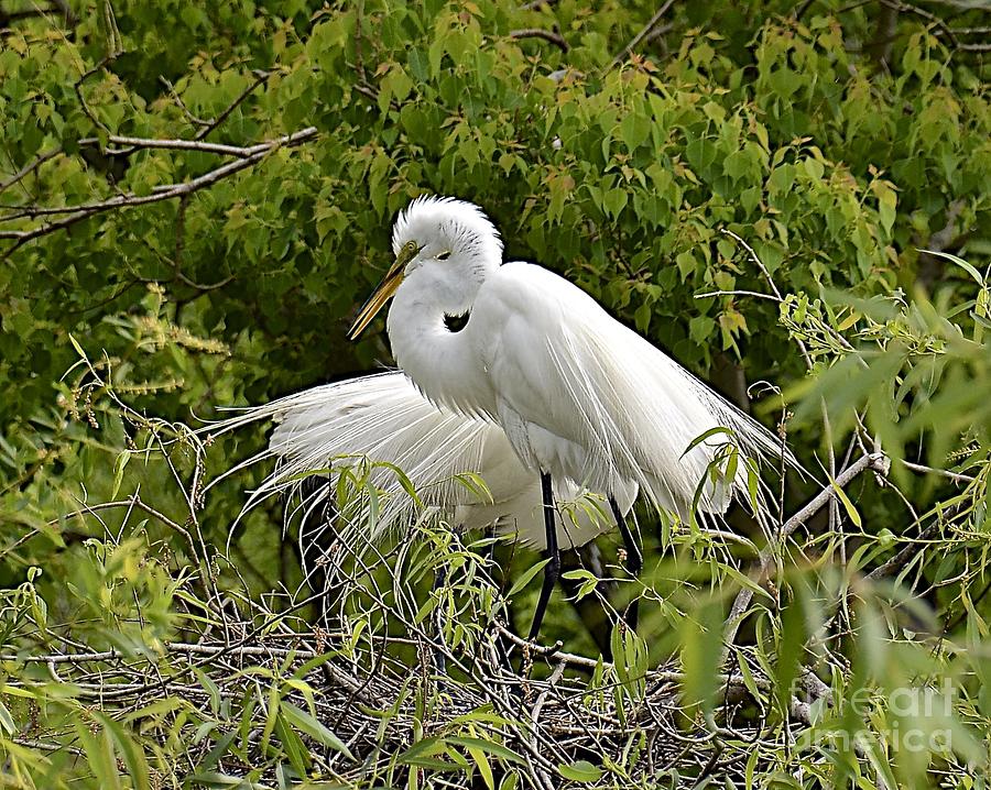 Great Egrets Nesting Photograph by Carol  Bradley