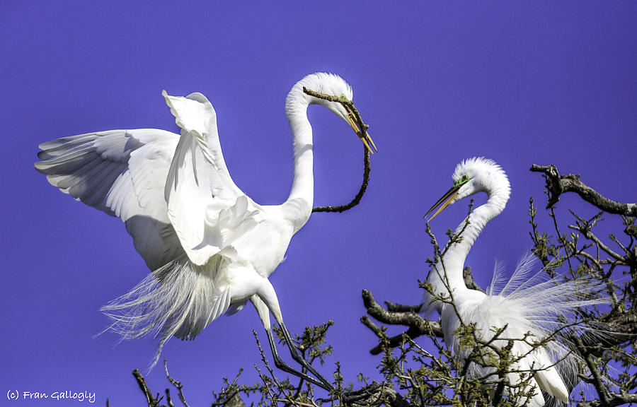 Great Egrets Nesting Photograph by Fran Gallogly
