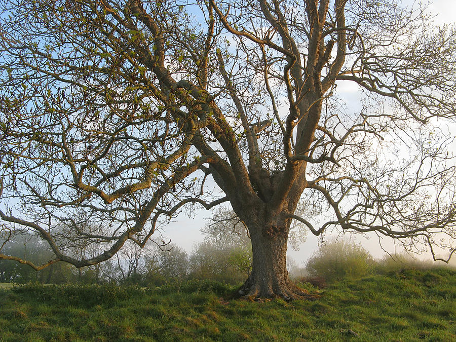 Great English Oak Photograph by Charmaine Zoe