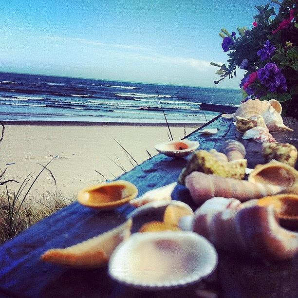 Shell Photograph - Great Friday by Julia Middleton