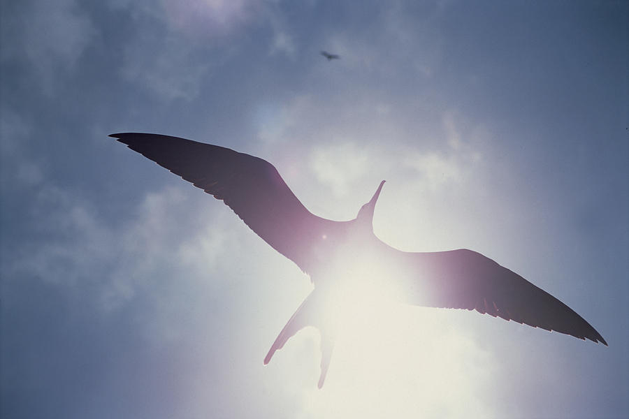 Great Frigatebird Juvenile Flying Photograph by Tui De Roy