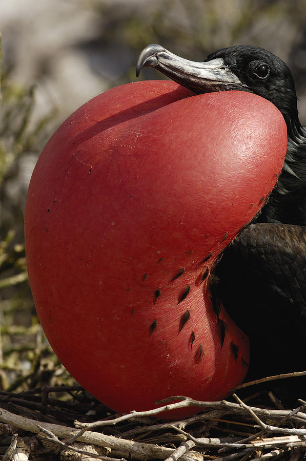 Great Frigatebird Male Galapagos Islands Photograph by Pete Oxford