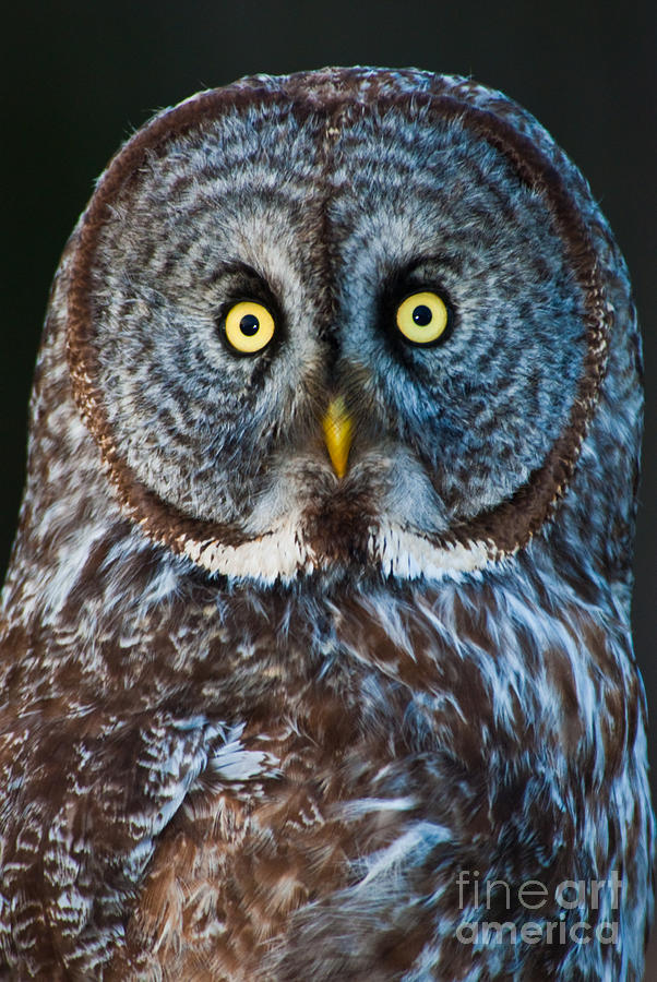 Great Gray Owl - 1 Photograph