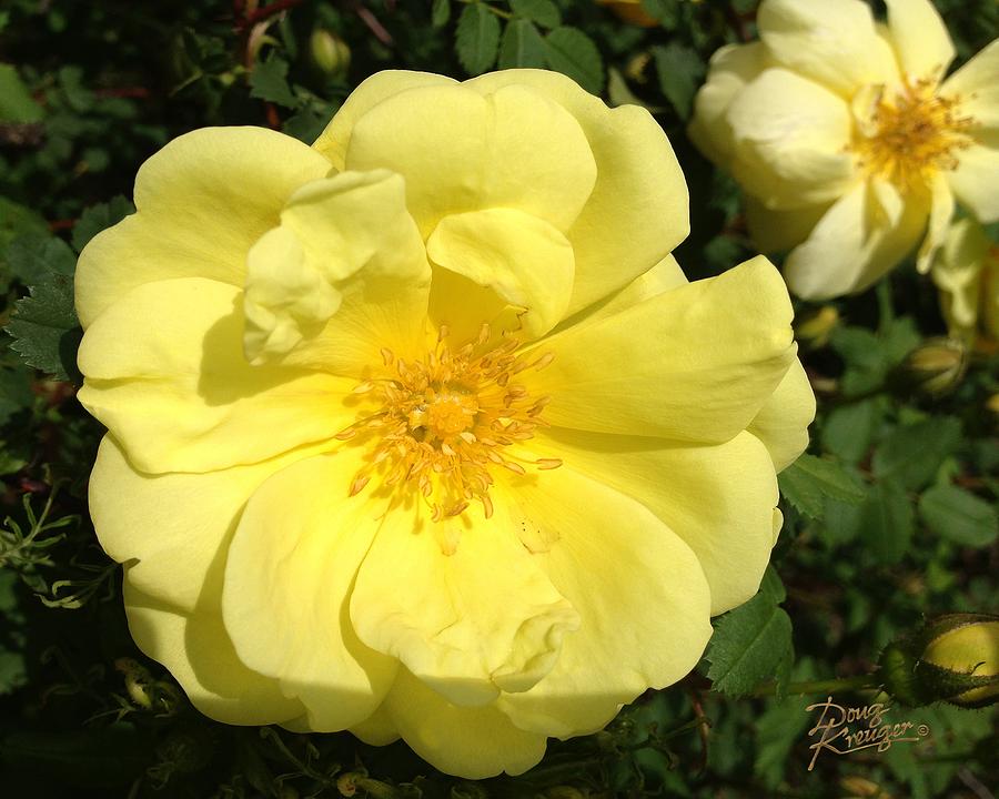 The Yellow Rose Of Texas Photograph - Great-Grandmas Heirloom Rose by Doug Kreuger