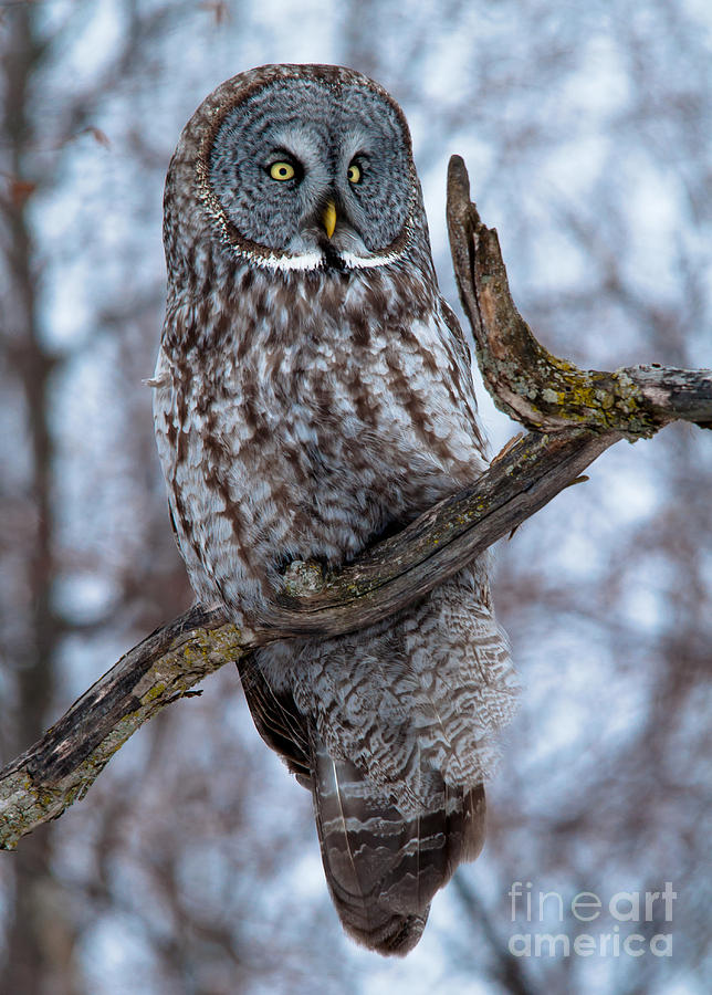Owl Photograph - Great Gray on Guard by Cheryl Baxter