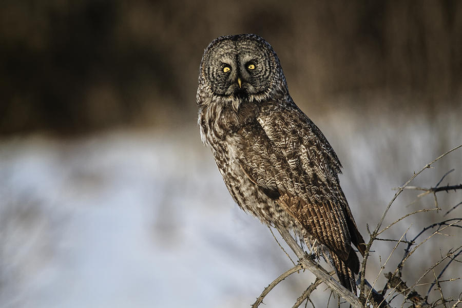 Great Gray Owl 2 Photograph by Gary Hall