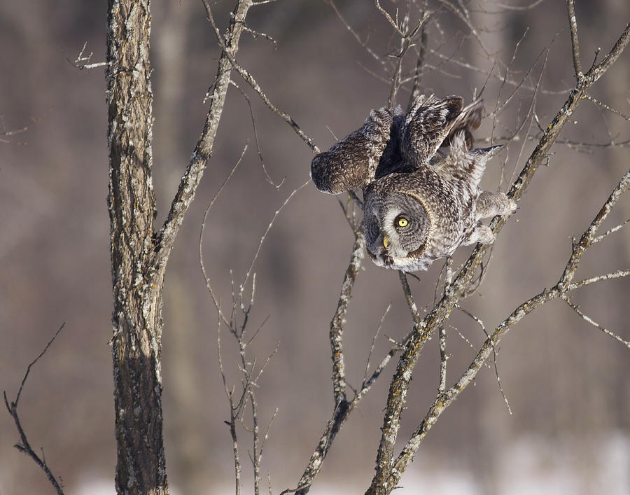 Great Photograph - Great Gray Owl by Brian Magnier Great Photograph - Great Gray Owl by Brian Magnier