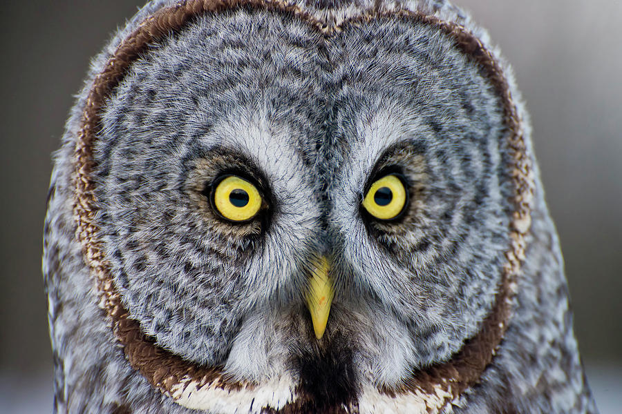Owl Photograph - Great Gray Owl by Copyright Michael Cummings