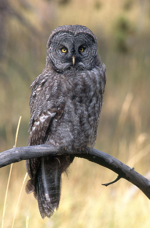 Great Gray Owl Photograph by Craig K. Lorenz