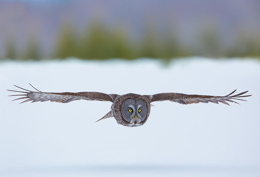 Great Gray Owl Photograph by Dale J Martin