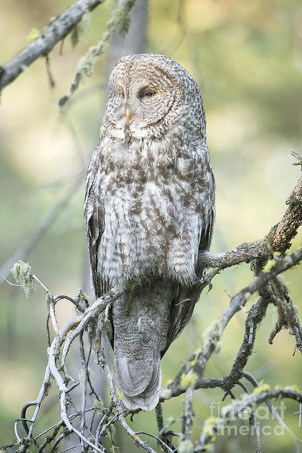 Great Gray Owl Photograph by Deby Dixon