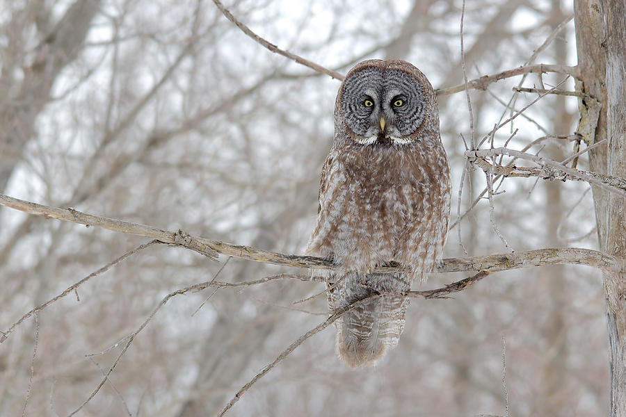 Great Gray Owl Photograph by Nature and Wildlife Photography