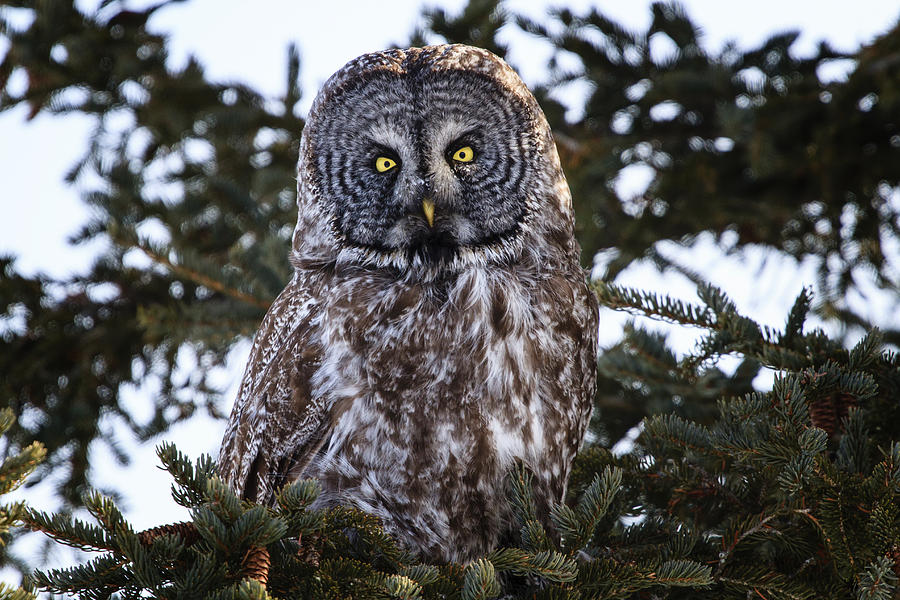 Great Gray Owl Photograph by Gary Hall