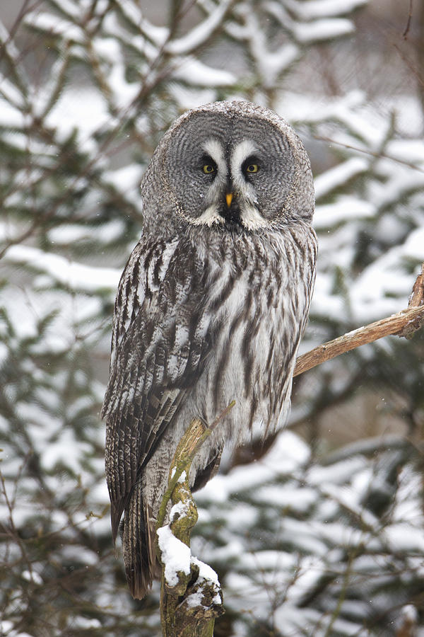 Great Gray Owl In A Tree Germany Photograph by Duncan Usher