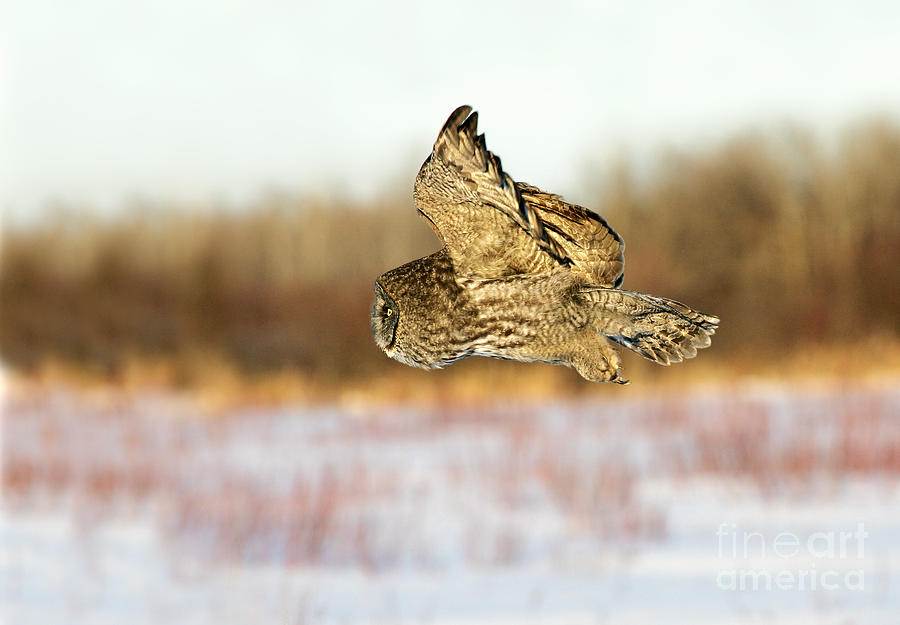 Animal Photograph - Great Gray Owl by Jim Zipp
