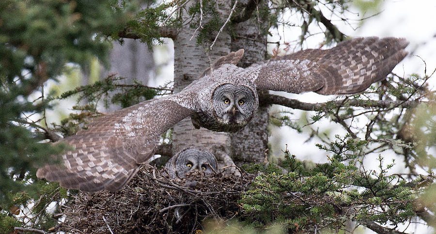 Great Gray Owl Nest Photograph by Max Waugh