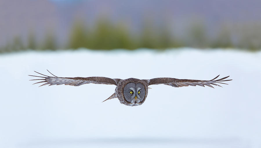 Great Gray Owl on the Hunt Photograph by Dale J Martin