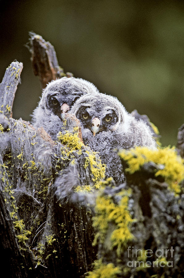 Great Gray Owl Owlets Photograph by Art Wolfe