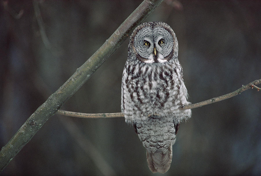 Great Gray Owl Portrait North America Photograph by Gerry Ellis