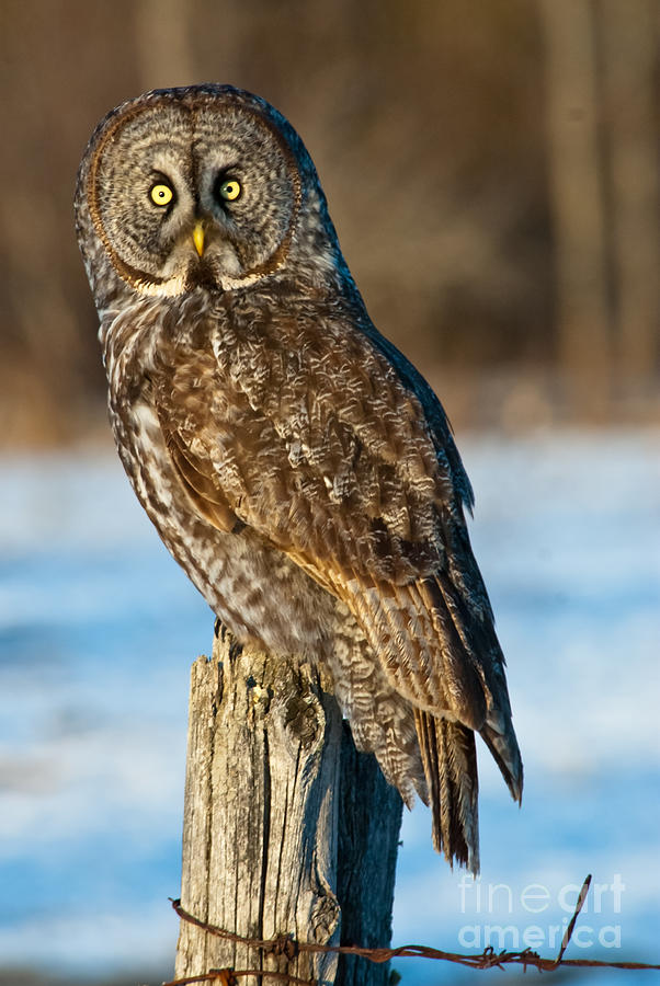 Great Gray Owl On Perch Photograph