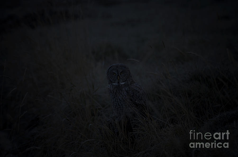 Owl Photograph - Great Gray Owl by Wildlife Fine Art
