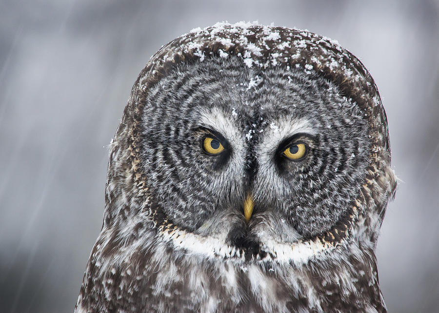 Animal Photograph - Great Gray Owl Scowl Minnesota by Benjamin Olson