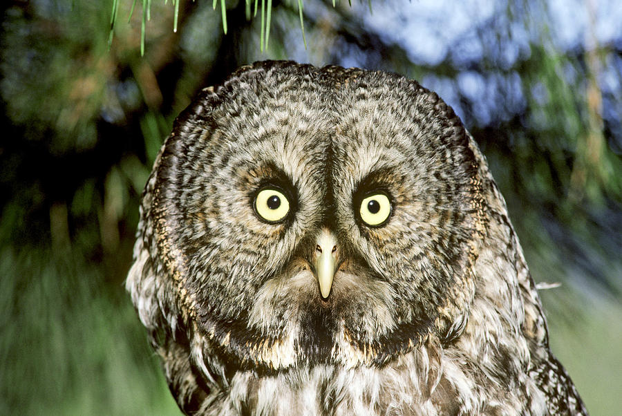 Great Gray Owl Photograph by Thomas And Pat Leeson