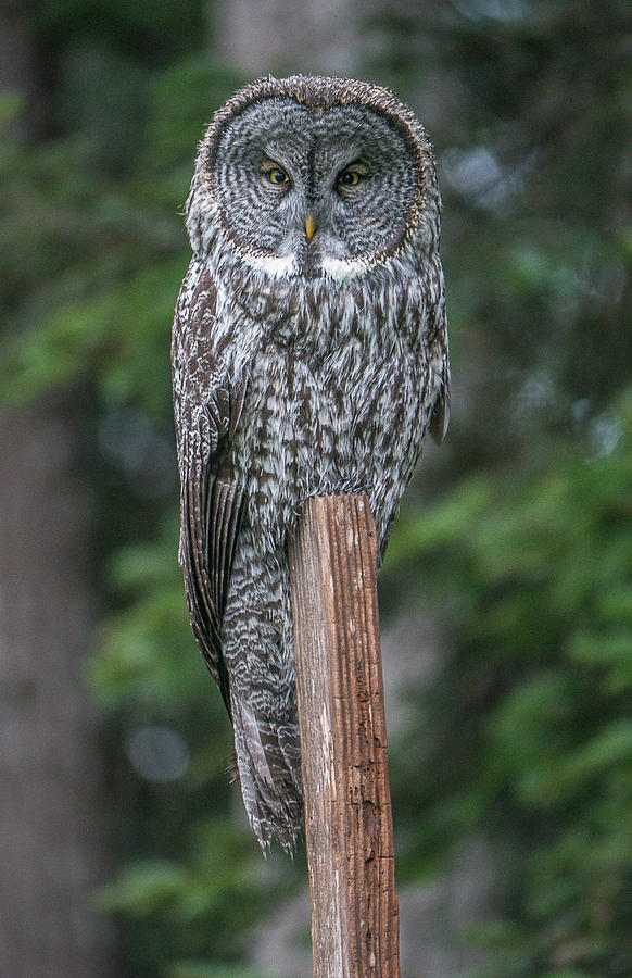 Great Gray Owl Photograph by Will LaVigne