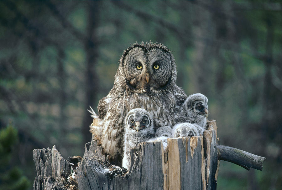 Animal Photograph - Great Gray Owl With Owlets In Nest by Michael Quinton