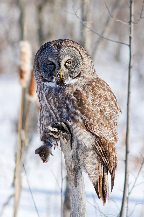 Great Gray Owl with Vole Photograph by Mircea Costina Photography