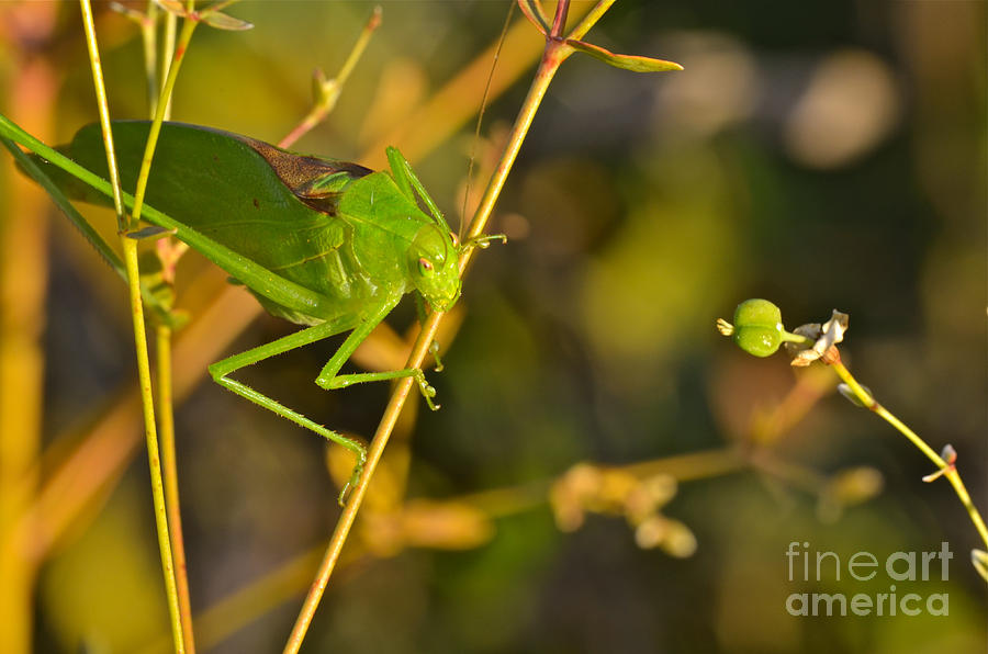 Great Green Brush Cricket Photograph by Dan Hefle
