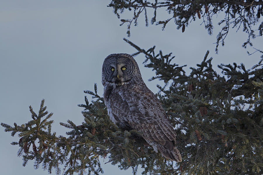 Great Grey Owl 3 Photograph by Gary Hall