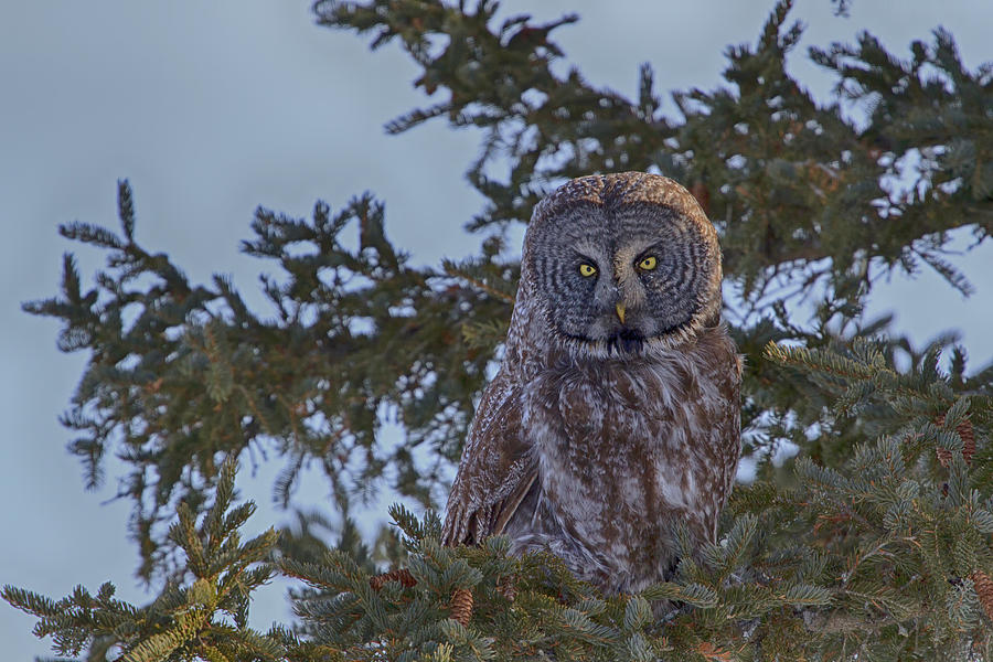 Great Grey Owl 4 Photograph by Gary Hall