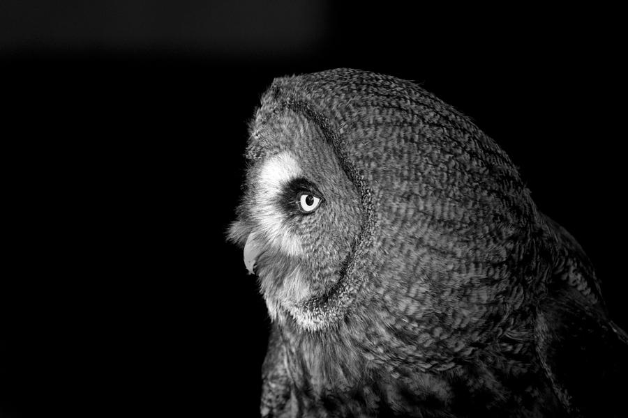 great-grey-owl-6-photograph-by-simon-gregory-fine-art-america