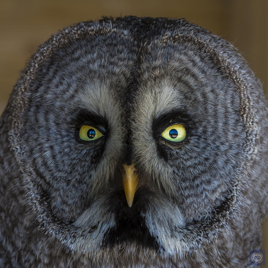 Great grey owl Photograph by Anatole Beams