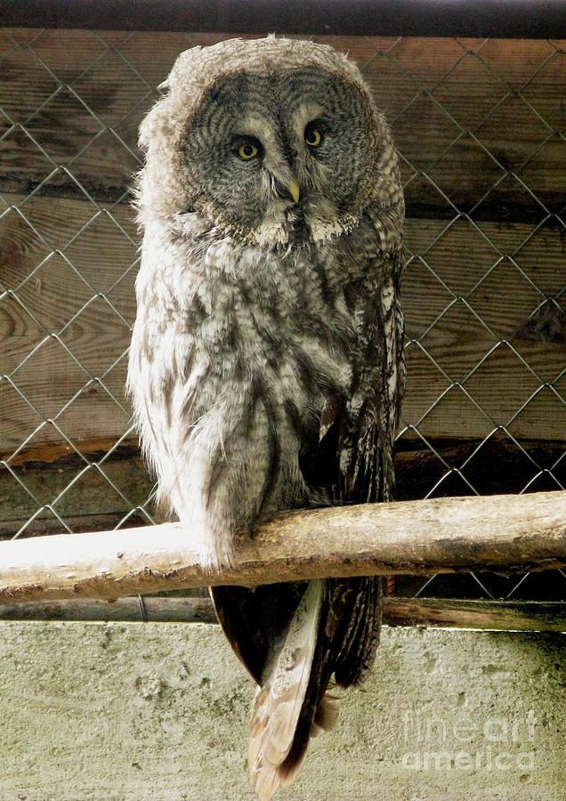 Bird Photograph - Great Grey Owl by Ausra Huntington nee Paulauskaite