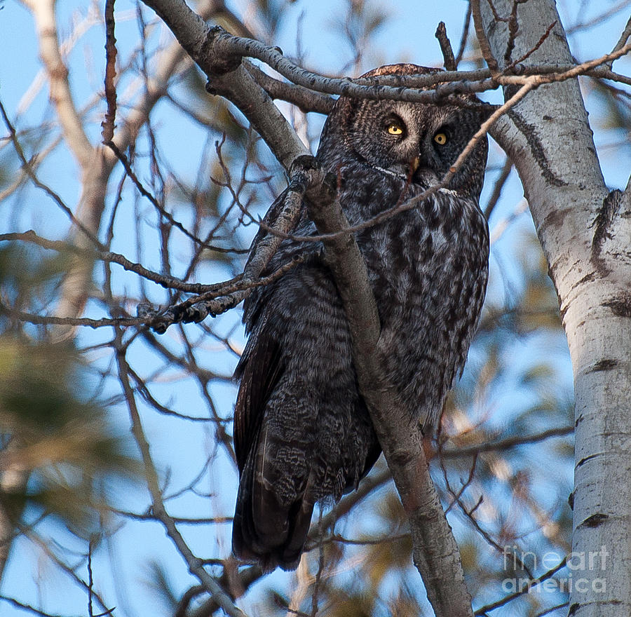 Great Grey Owl Photograph by Bianca Nadeau