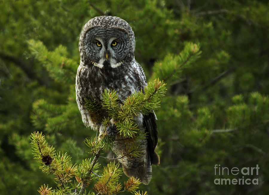 Great Grey Owl Photograph by Bob Christopher
