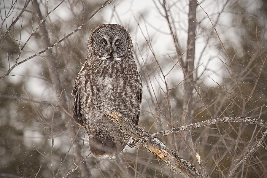 Great Grey Owl Photograph by Eunice Gibb