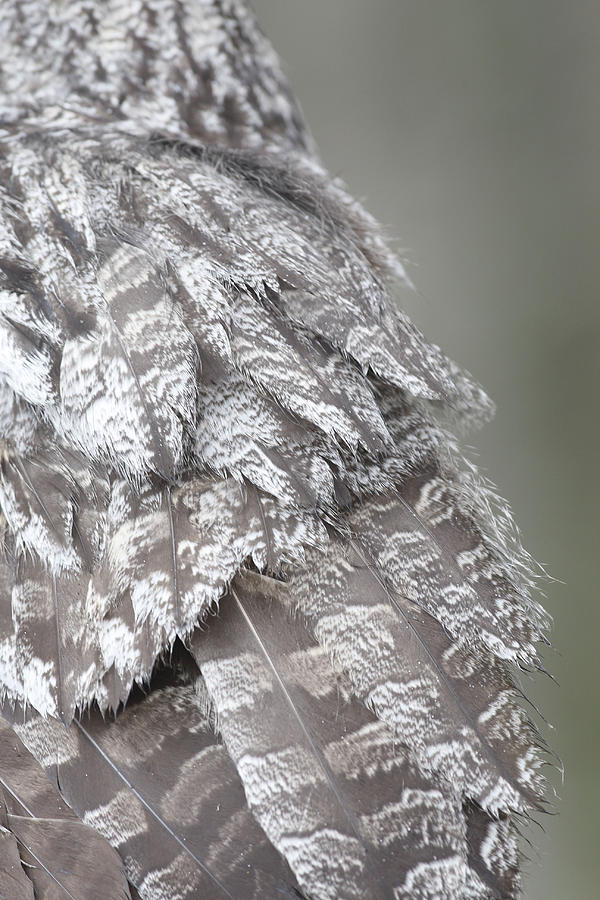 Great Grey Owl Feathers Photograph by M. Watson
