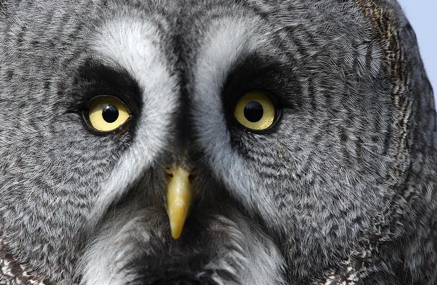 Great Grey Owl Finland Photograph by Malcolm Schuyl