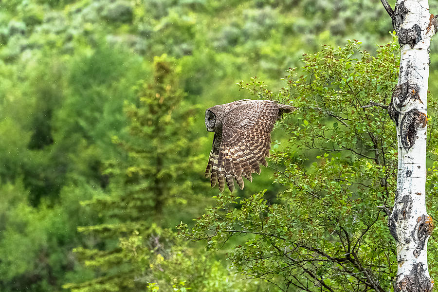 Great Grey Owl Flight Photograph by Yeates Photography