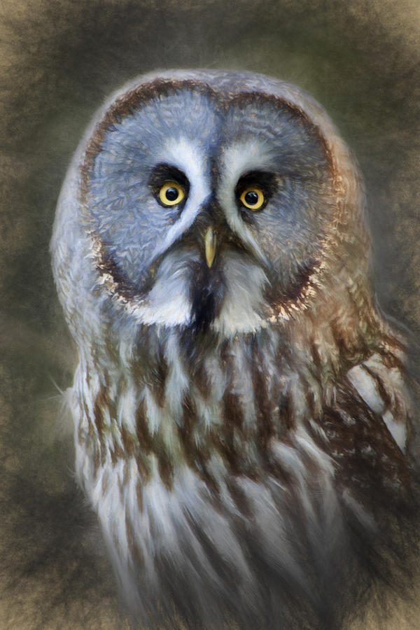 Great Grey Owl Photograph by Ian Merton