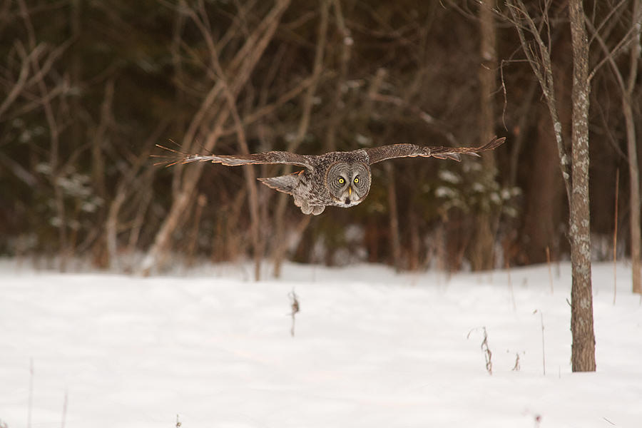 Great Grey Owl in flight Photograph by Josef Pittner